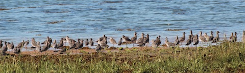 A mixed flock of waders including godwits and redshanks at Farlington nature reserve.