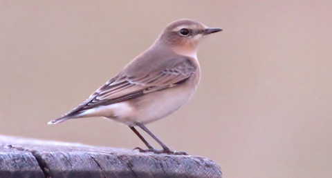 A pleasing close up picture of a wheatear sitting on picnic table by Stoke Lake.