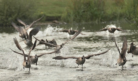 A squadron of Canada geese take flight from Stoke Lake.