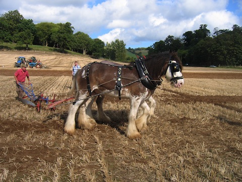  Surrey County Ploughing Match and Country Fair at Loseley  Park near Guildford on Sunday, September 29.