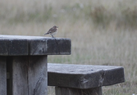 Another shot of the wheatear as it sat on a picnic table by Stoke Lake.