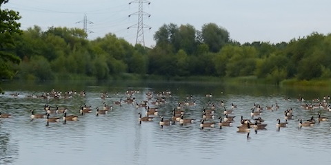 As many as 200 Canada geese are gathering at Stoke Lake.
