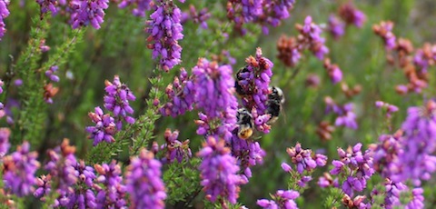 Busy bees on the heather  at Thursley Common.