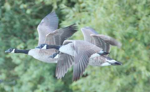Canada geese in flight.