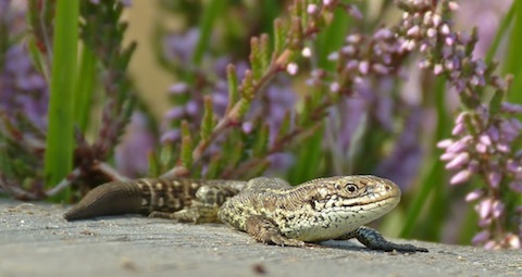Common lizard - one of many seen on Thursley Common.