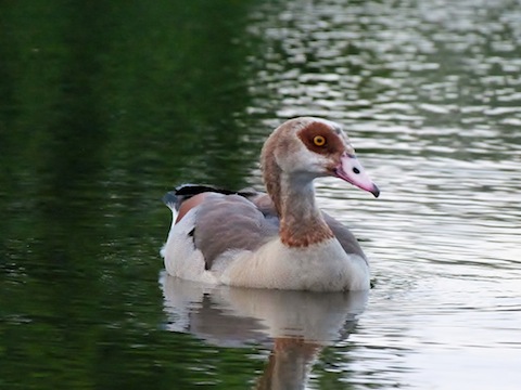 Egypian goose at Stoke Lake.
