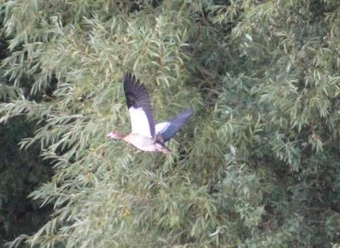 Egyptian goose in flight at Stoke Lake.