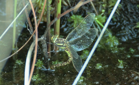 Female Dragonfly on Thursley Common  laying its eggs.