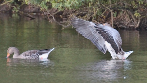 Greylag geese at Stoke Lake.