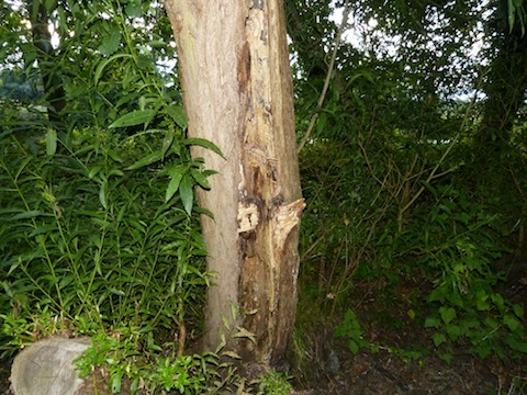 Hornet nest in dead tree by boardwalk at Stoke Lake.