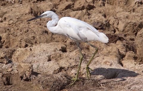 Little egret - a common sight these days at Farlington.