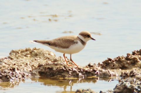 Juvenile little ringed plover feeding in a freshwater pool at Farlington.