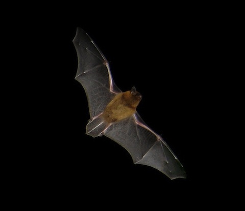 Library photo of a pipestrelle bat.