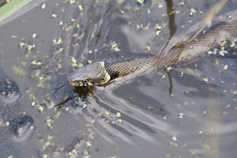 Another view of the grass snake. Picture by James Sellen.