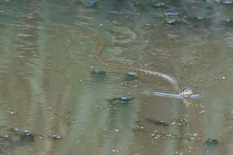Grass snake pictured by James Sellen.