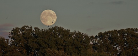 A harvest moon rises over the trees.
