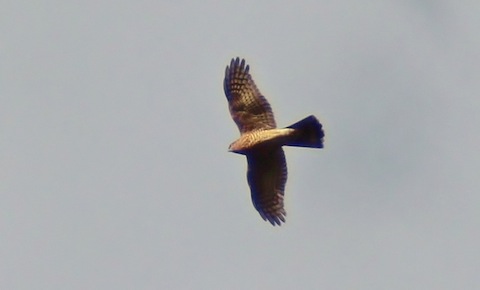 A sparrowhawk flies over.