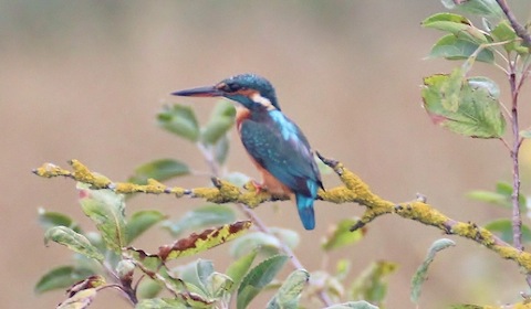 A very lucky shot of a female kingfisher at Keyhaven.