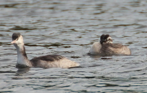 Adult great crested grebe now in winter plumage with its one surviving youngster.