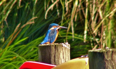 Another lucky shot of a kingfisher, this time in Shamley Green.
