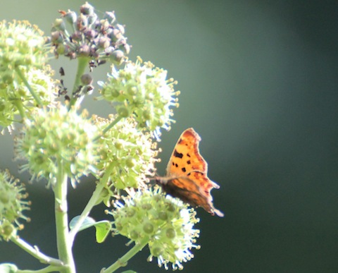Comma butterfly near Stoke Lake.