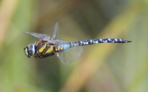 Dragonfly in flight.