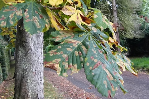 Horse chestnut leaves affected by