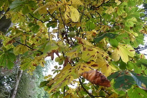 Horse chestnut rapidly losing leaves due to leaf minor larvae.