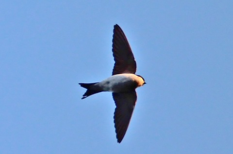 House martins are now migrating south in large numbers.