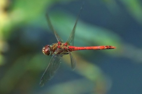 Looks like a male common darter dragonfly.