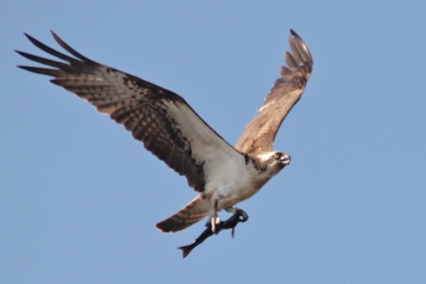 Osprey pictured in the Scottish Highlands in June 2012.
