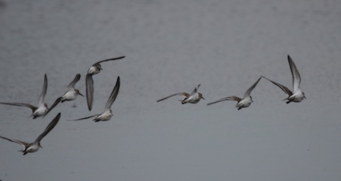 Small flock of dunlin at Keyhaven.