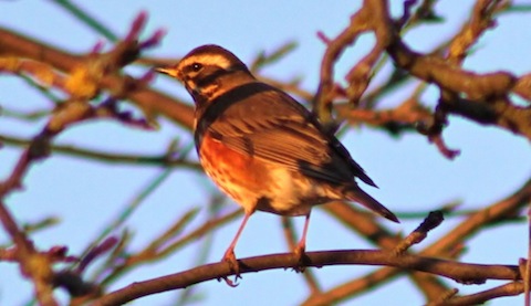A redwing – a winter visiting thrush to look out for in the coming weeks.