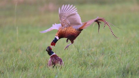 Two male pheasants spar with one another.