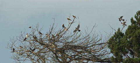 A flock of fieldfare briefly settle in a tree.