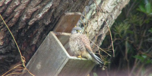 A kestrel already checking out a possible nest for next year at a site used by a tawny owl.