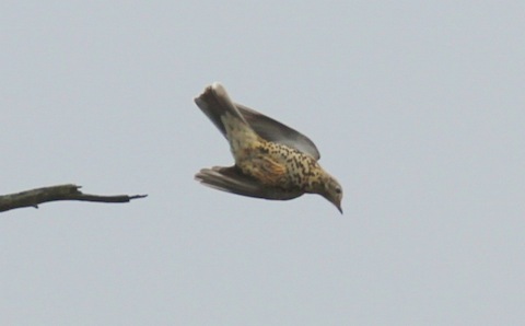 A mistle thrush takes a dive.
