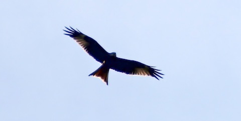 A red kite puts in a diplay over the brooks.