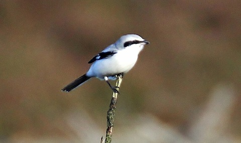Another pleasing view of the great grey shrike.