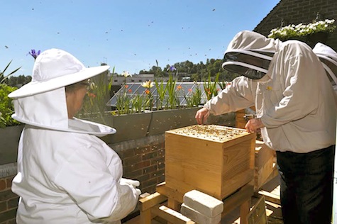 Steve Scotney tends his bees during the summer.