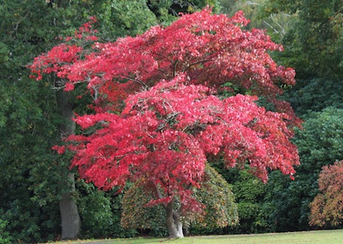 Bright red autumn leaves of the maple.