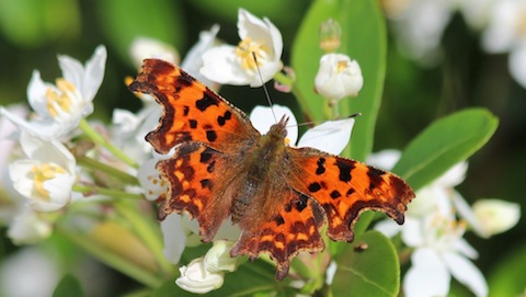 A comma still on the wing.