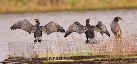 Cormorants can regularly be seen at this time of year drying thier wings at Stoke Lake.