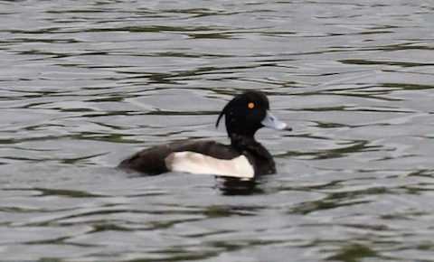Drake tufted duck at Stoke Lake.