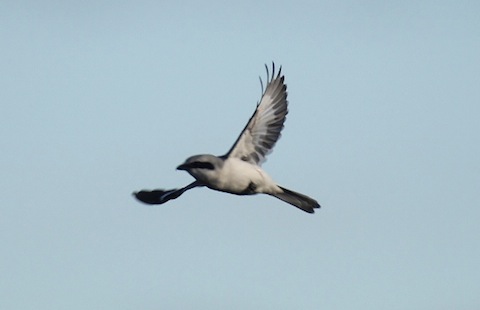 Great grey shrike in flight.