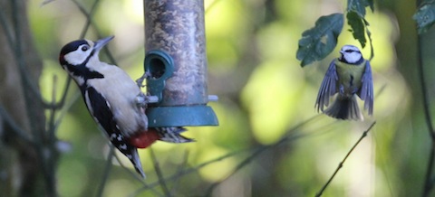 Great spotted woodpecker takes charge on the feeder.