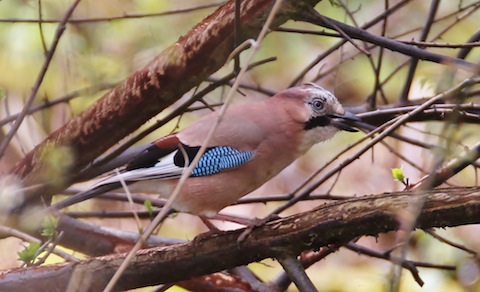 Jays are rather partial to acorns.