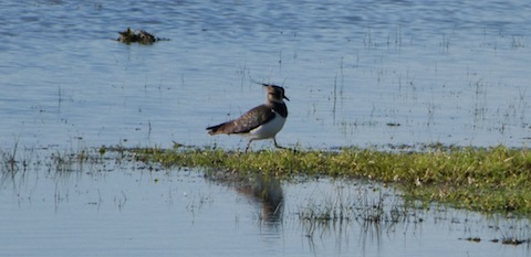Lapwing also seen at Pulborough Brooks.