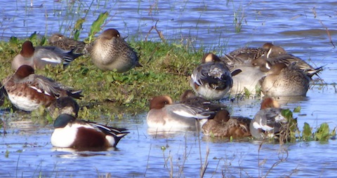 Many wintering wildfowl can now be viewed at Pulborough Brooks.