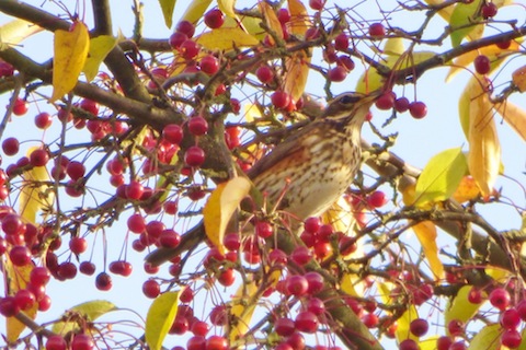 One of a small group of redwing feasting on berries.